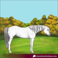Horse Color:White Spotted Blue Roan Splash Frame Appaloosa 