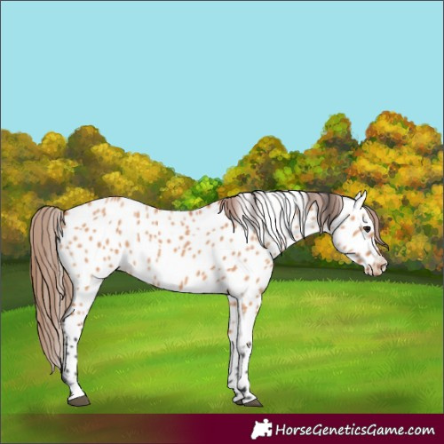 Horse Color:Bay Dun Appaloosa 