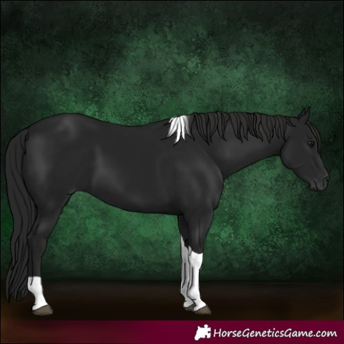 Horse Color:Gray Smoky Black Tobiano 