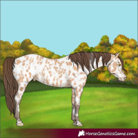 Horse Color:Amber Champagne Appaloosa  and Amber Champagne Appaloosa 