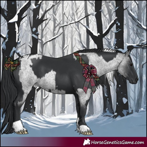 Horse Color:Blue Roan  and Black Tobiano 