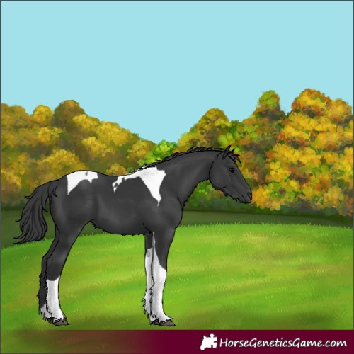 Horse Color:Black Tobiano 