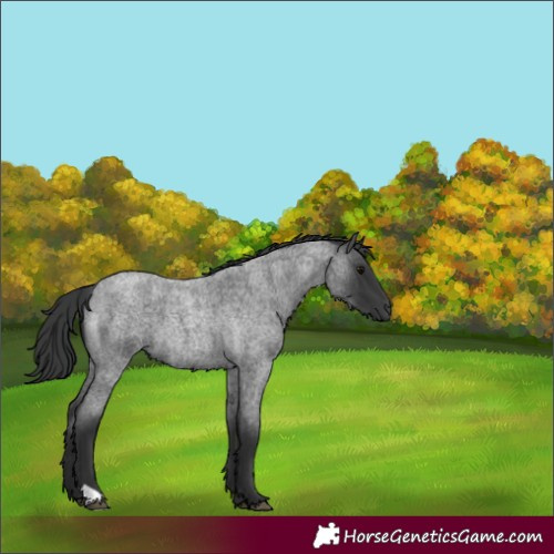 Horse Color:Blue Roan 