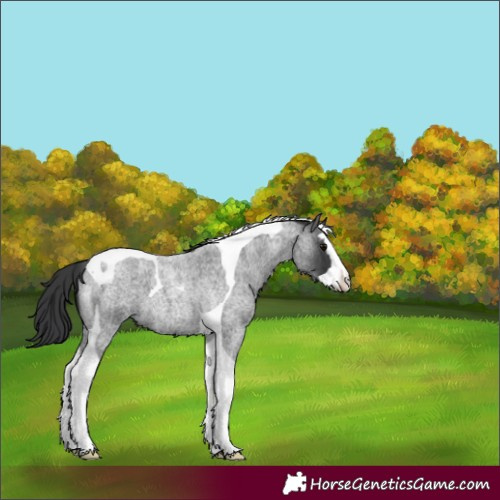 Horse Color:Blue Roan Splash Tobiano 