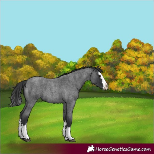 Horse Color:Blue Roan Splash 