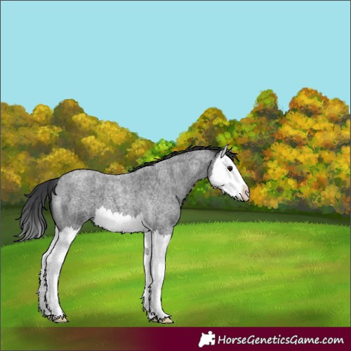 Horse Color:Blue Roan Splash 