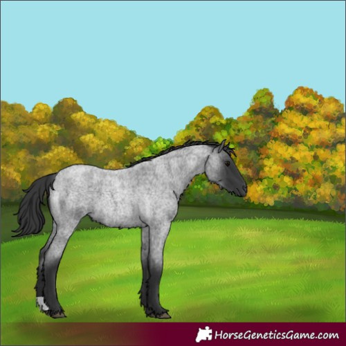 Horse Color:Blue Roan  and Blue Roan 