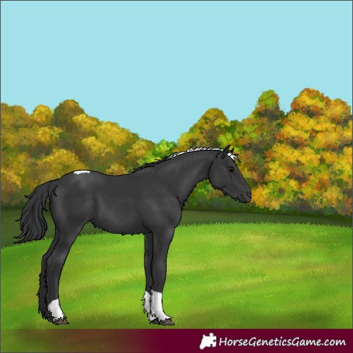 Horse Color:Black Tobiano 