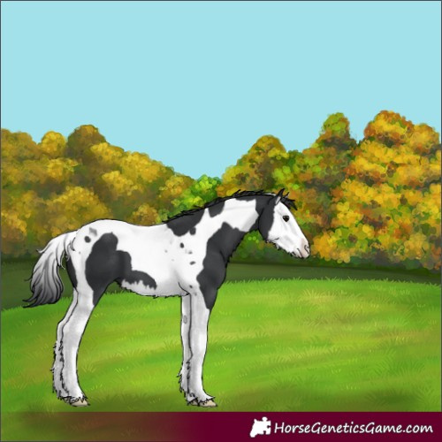 Horse Color:Black Splash Tobiano 