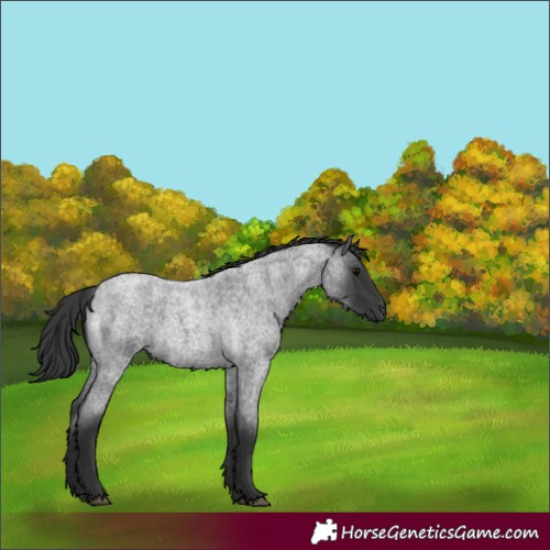 Horse Color:Blue Roan 