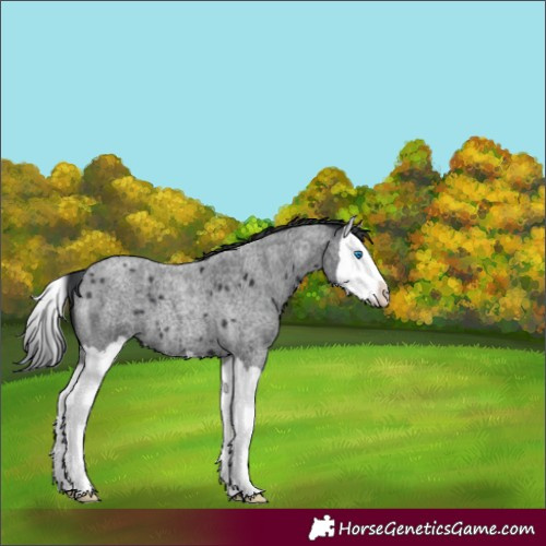 Horse Color:Blue Roan Splash 