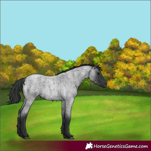 Horse Color:Blue Roan 