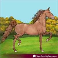 Horse Color:Gold Champagne 