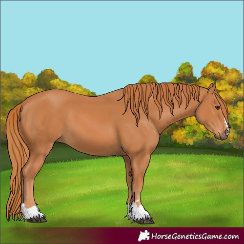 Horse Color:Chestnut 