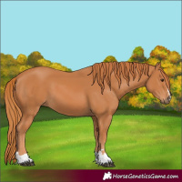 Horse Color:Chestnut 