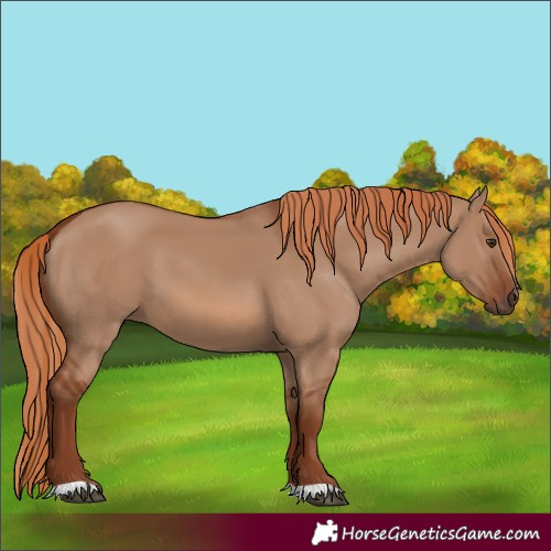 Horse Color:Red Dun 
