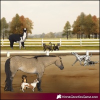 Horse Color:Buckskin Dun