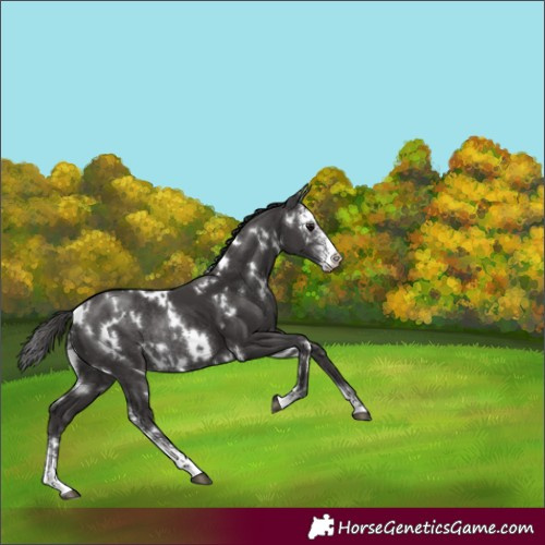 Horse Color:White Spotted Smoky Black Sabino Rabicano 