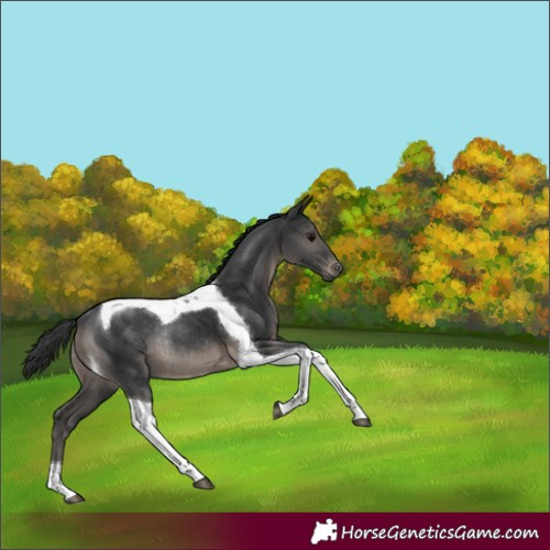 Horse Color:Black Tobiano Rabicano 