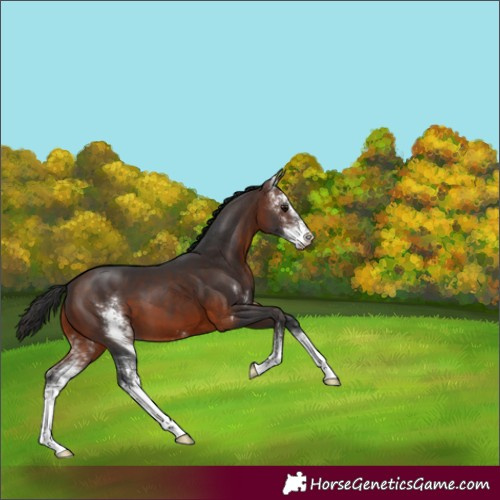 Horse Color:Brown Sabino 