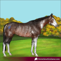 Horse Color:Gray Bay Sabino Rabicano 