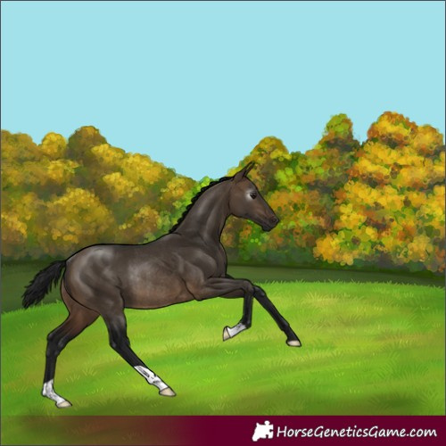 Horse Color:Gray Brown Dun Rabicano 