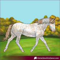 Horse Color:Buckskin Pearl Tobiano Appaloosa Rabicano 