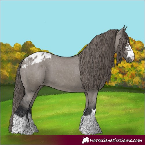 Horse Color:Grullo Appaloosa 