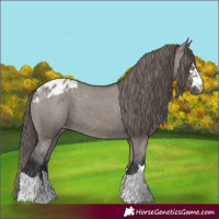 Horse Color:Grullo Appaloosa 