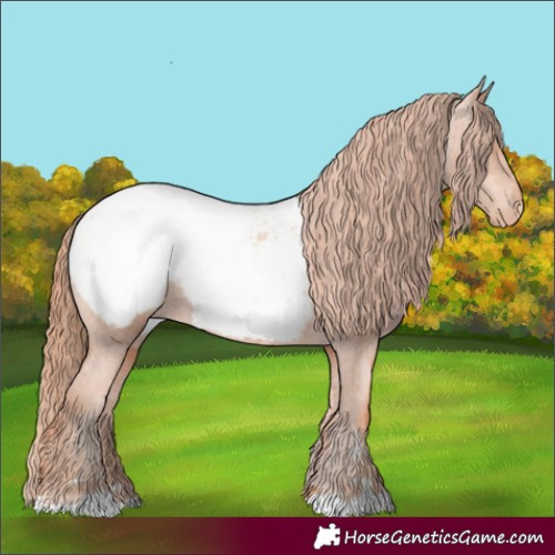 Horse Color:Gold Champagne Appaloosa 