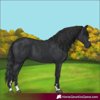 Horse Color:Black 