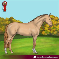 Horse Color:Red Dun 