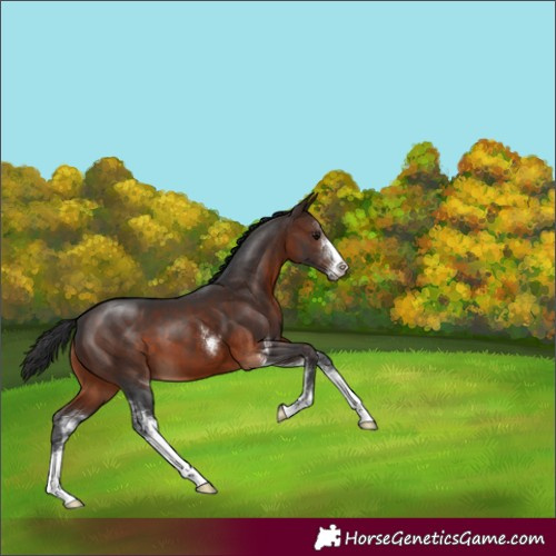Horse Color:Brown Sabino 