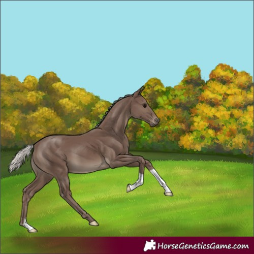 Horse Color:Silver Black 