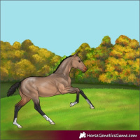 Horse Color:Brown Dun 