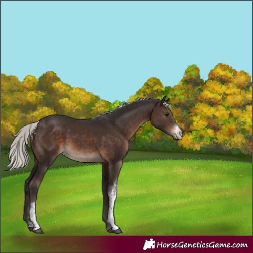 Horse Color:Silver Brown Sabino 