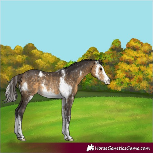 Horse Color:Buckskin Sabino Appaloosa Rabicano 