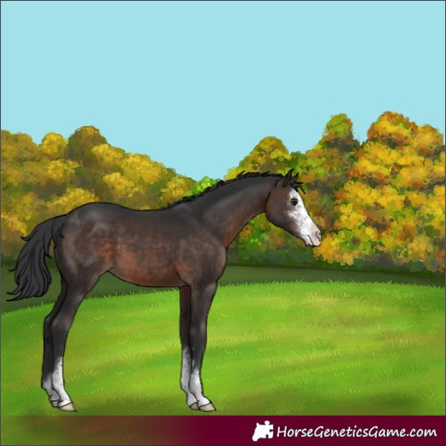 Horse Color:Brown Sabino Appaloosa 