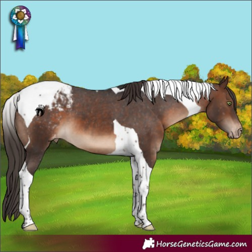 Horse Color:Brown Tobiano Blanket 