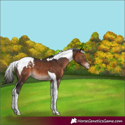 Horse Color:Brown Tobiano Appaloosa 