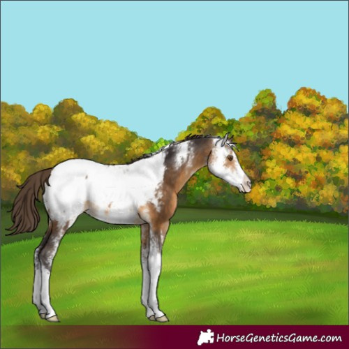 Horse Color:Buckskin Sabino Appaloosa 