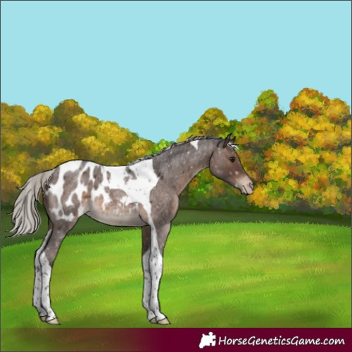 Horse Color:Silver Brown Roan Tobiano Appaloosa