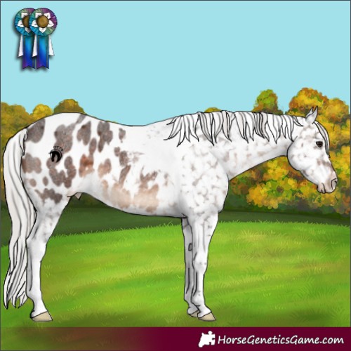 Horse Color:Silver Brown Roan Tobiano Blanket 