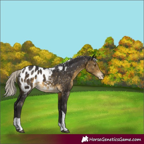 Horse Color:Silver Buckskin Tobiano Appaloosa 