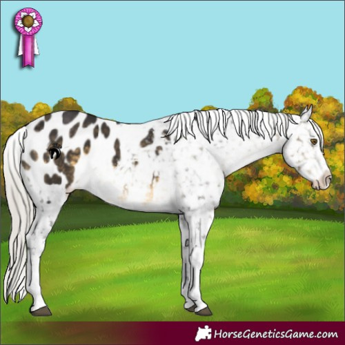 Horse Color:Silver Buckskin Tobiano Appaloosa 
