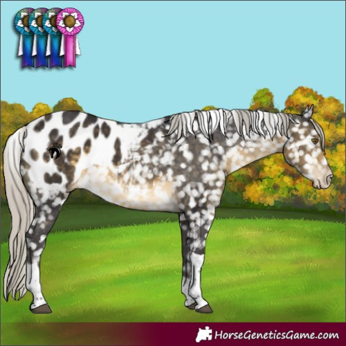 Horse Color:Silver Buckskin Tobiano Blanket 