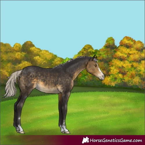 Horse Color:Silver Buckskin 