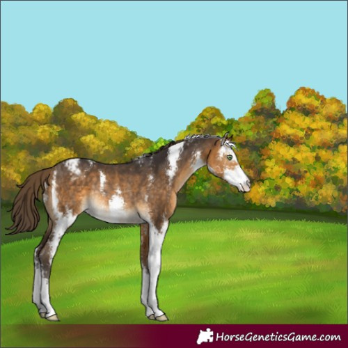 Horse Color:Buckskin Sabino Appaloosa Rabicano 