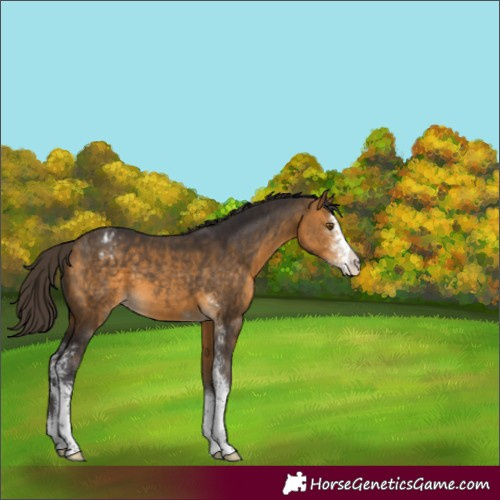 Horse Color:Buckskin Sabino Appaloosa 