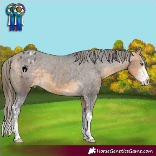 Horse Color:Buckskin Sabino Varnish 